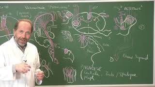 Neuroanatomie 12  Voies motrices neuroanatomie systématisation [upl. by Tongue]