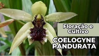 COELOGYNE PANDURATA  FLORAÇÃO EXÓTICA E DICAS DE CULTIVO orquídeas orchid natureza [upl. by Rumpf]