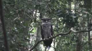 Forest Eagle Owl  Tropical Jungle Photography [upl. by Perkoff]