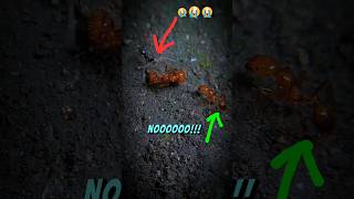 The SADdest Ant Video Ever Filmed shorts [upl. by Bethesda]