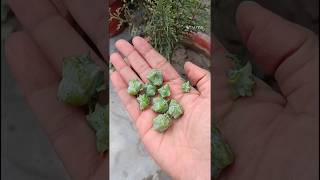 full seed information about thuja  morpankhiplanthomegardeningshorts [upl. by Dis]