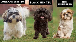 8 Different Types of Shih Tzu and How You can Identify Them [upl. by Yvaht]