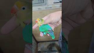 Parbule Male age 1 year birds lovebirds [upl. by Torbert]