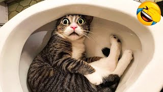 1 Hour Of Funniest Animals 😅 New Funny Cats and Dogs Videos 😸🐶 Part 14 [upl. by Storz53]