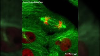 Actual Footage of Cell Division Kidney Cells [upl. by Neyu]