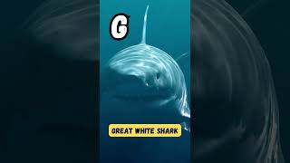 Splashy ABCs Short Part 3 Aquatic Animals for Kids  abcd kids viral shorts [upl. by Eirised]