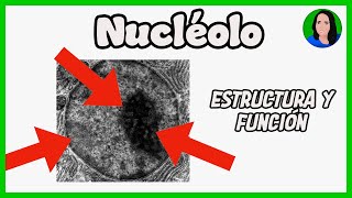 Nucléolo  Célula eucariota Estructura y función [upl. by Gerc172]