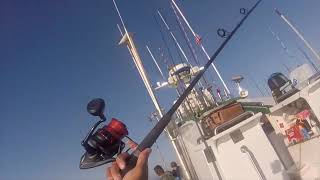 Fishing Malibu for Calico Bass Mackerel Sheepshead Lingcod and Rockfish in 2024 [upl. by Eelyak]