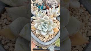 Echeveria colorata Mexican Giant echeveria succulentvarieties plants succulentobsession [upl. by Annelise]