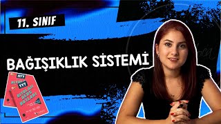 22 BAĞIŞIKLIK SİSTEMİ  11 SINIF  AYT BİYOLOJİ DERS NOTLARI 2024 [upl. by Asselam]