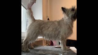 Cairn terrier grooming⎮Techniques and back [upl. by Yecad327]