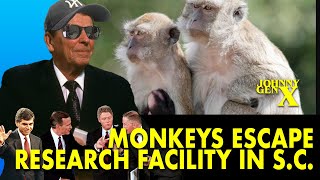 43 monkeys escape from a South Carolina research facility [upl. by Ursulette]