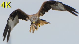 Rotmilan beim Fischen  Red Kite while fishing [upl. by Farrow372]