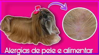 VETERINÁRIO DERMATOLOGISTA  CYTOPOINT  COCEIRA  LAMBENDO AS PATAS  BABALÚ SHIHTZU [upl. by Cailean]