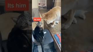 Dog finds the culprit 🤣 dog doglover dogshorts catlover cat catshorts funnydogvideos [upl. by Stringer852]