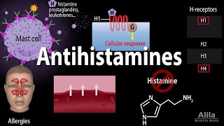 Histamine and Antihistamines Pharmacology Animation [upl. by Braden]