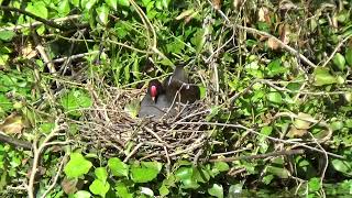 Moorhen UK Wildlife [upl. by Saire]