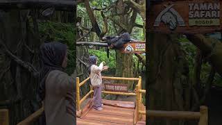 Ngasih makan binturong di taman safari [upl. by Ellebanna]