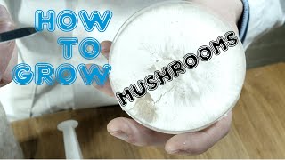 The Basic Steps Needed To Grow Mushrooms [upl. by Cleveland]