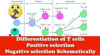 Immunology Differentiation of T cells and T cell positive negative selection [upl. by Wilber]