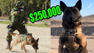 This is What a 250000 Elite Protection Dog Look like [upl. by Krein]