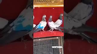 Shivam Nahar Pigeon Farm KABOOTAR FOR SALE WHATSAPP 9646754608 [upl. by Renny]