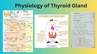 Physiology of Thyroid Gland [upl. by Eveam]