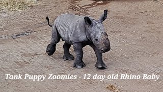 12dayold Rhino Baby  Tank Puppy Cuteness [upl. by Assirrec]