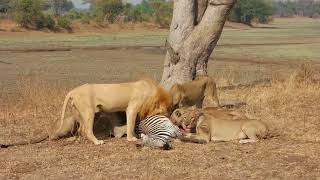 SPECTACULAR KILL  LIONS EAT ZEBRA ALIVE [upl. by Sirahc32]