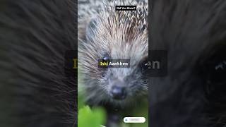 Hedgehog animals shorts facts wildlife trending [upl. by Mairem]