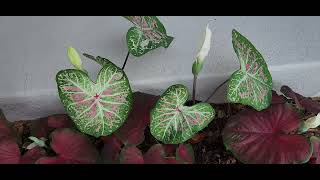 Caladiums Do Have a BLOOM [upl. by Yna238]