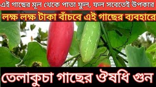 তেলাকুচা গাছের উপকারিতা তেলাকুচা পাতার উপকারিতা telakucha gacher upokarita telakucha [upl. by Eldwen]