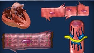 Istologia 20  Muscolare parte 2 [upl. by Snoddy]