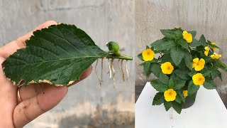 How to propagate Turnera ulmifolia from leaves [upl. by Borries166]