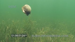 Swimming Bay Scallops Homosassa Florida [upl. by Talich]