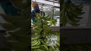 ¿EL MEJOR PLÁTANO HARTÓN PRODUCIDO EN URABÁ colombia plátanohartón plátanocolombiano [upl. by Leifer]