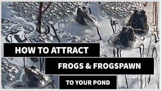 How to Attract Frogs and Frogspawn in Your Garden Pond frogs frogarmy spawn [upl. by Hnoj449]