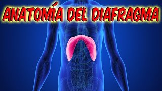 Anatomía del diafragma todo lo que necesitas saber [upl. by Kelcie]