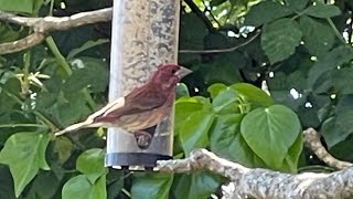 Haemorhous purpureus  purple finch [upl. by Ahtilat]