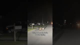 Guy tries to Stop 2 Bobcats from Fighting in Florida [upl. by Cob]