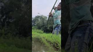 Fishing x animalsfishhooks cat fish shorts catfish sharkfishingvideo fishvideo fishing [upl. by Allicserp905]