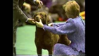 1989 Westminster Kennel Club Dog Show Night Two [upl. by Lener]