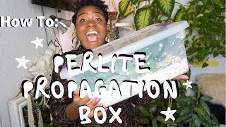 EASIEST Way to Propagate  How To Make Perlite Propagation Box [upl. by Reuben]