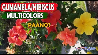 PAANO GUMAWA NG MULTICOLORS GUMAMELAGRAFTING TECHNIQUESHOW TO GRAFT HIBISCUS GUMAMELA EASY STEPS [upl. by Yemiaj]