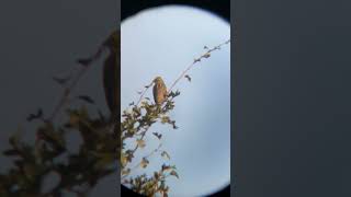 Вівсянка звичайна  Yellowhammer [upl. by Akilaz]