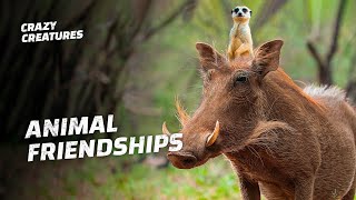 Top 5 Animal Pairs With the Oddest Symbiotic Relationships [upl. by Sunev]