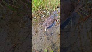 Amazing Fishing With Frog fishing viralfishing hookfishing catfish viralvideoシ shorts [upl. by Ahseined]