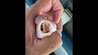 Small sea monster the tongueeating fish parasite or Cymothoa exigua 😲😲 shorts [upl. by Nylrahc877]