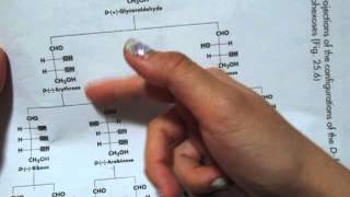 How to Memorize the Dfamily of aldoses to aldohexoses chart [upl. by Sefton850]