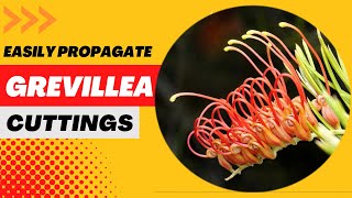 How to Easily Propagate Grevillea from Cuttings  Growing Grevillea  Australian Native Plant [upl. by Patty]